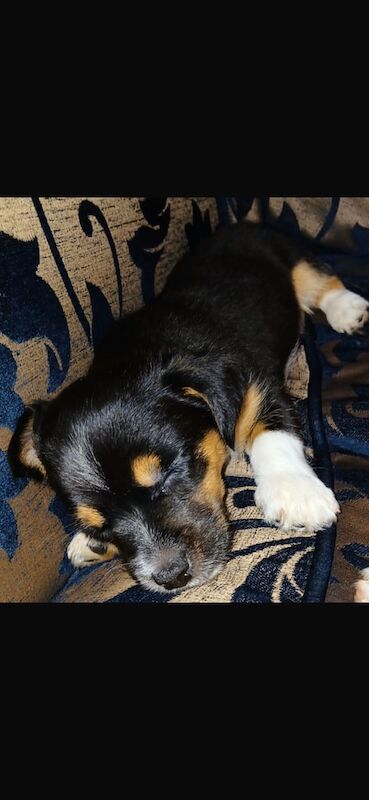 Jack Russell puppies for sale in Wolverhampton, West Midlands – 11 weeks old