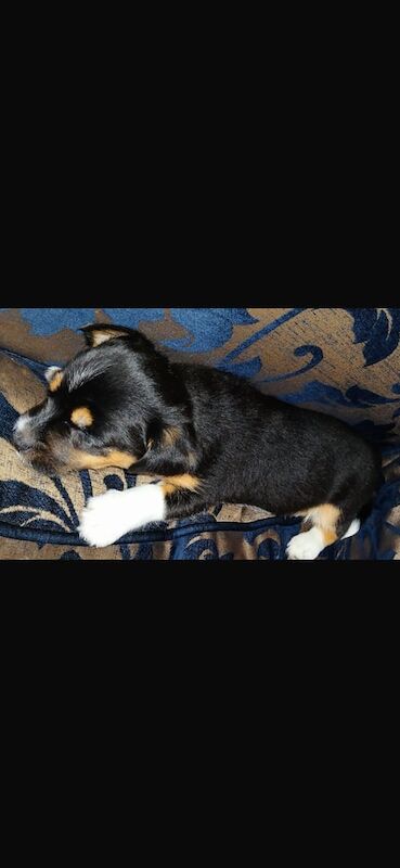 Jack Russell puppies for sale in Wolverhampton, West Midlands – 11 weeks old - Image 2 of 3