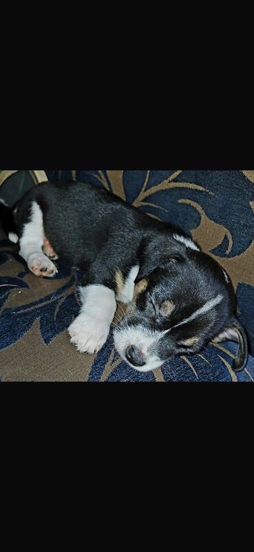 Jack Russell puppies for sale in Wolverhampton, West Midlands – 11 weeks old - Image 3 of 3