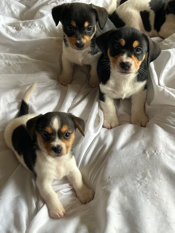 Jack Russell Terrier puppies for sale in Hullbridge, Essex – 8 weeks old