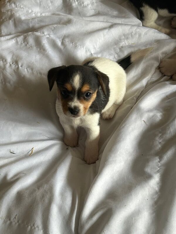 Jack Russell Terrier puppies for sale in Hullbridge, Essex – 10 weeks old - Image 2 of 3