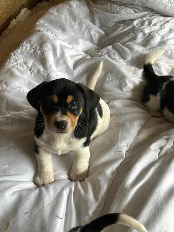 Jack Russell Terrier puppies for sale in Hullbridge, Essex – 10 weeks old - Image 3 of 3