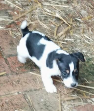 Jack Rusell puppies Boys for sale in Whitworth, Lancashire