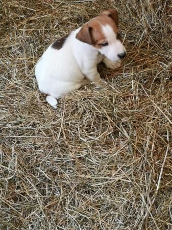 Jack Rusell puppies Boys for sale in Whitworth, Lancashire - Image 2
