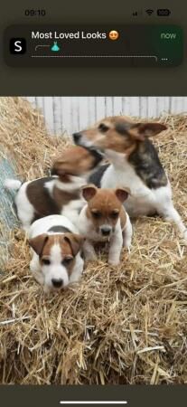 Jack Rusell puppies Boys for sale in Whitworth, Lancashire - Image 3