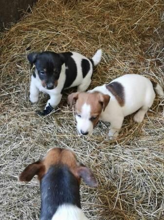 Jack Rusell puppies Boys for sale in Whitworth, Lancashire - Image 4