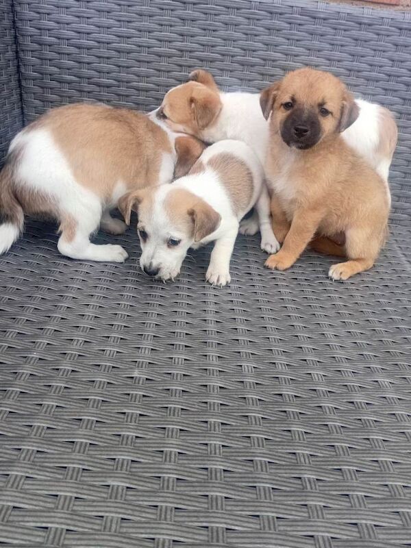 Jack Russell Puppies For Sale