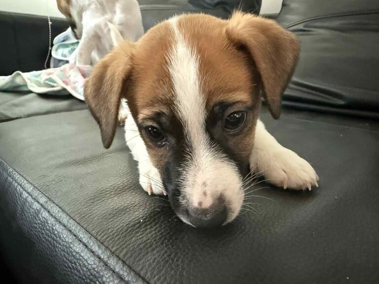 Jack Russell Terrier puppies for sale in Thetford, Norfolk – 12 weeks old - Image 2 of 3