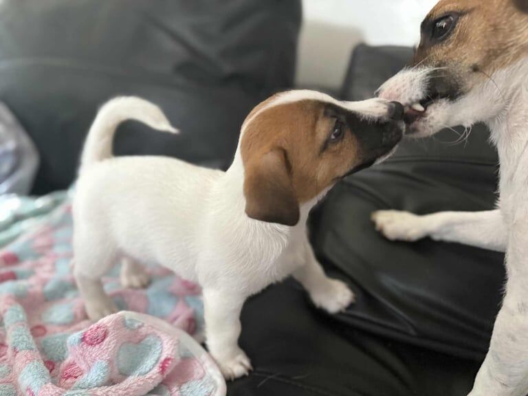 Jack Russell Terrier puppies for sale in Thetford, Norfolk – 12 weeks old - Image 3 of 3
