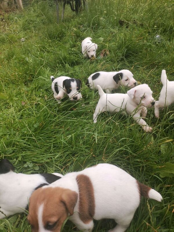 Jack Russell puppies for sale in Enniskillen, County Fermanagh – 8 weeks old