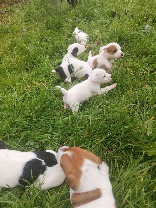 Jack Russell puppies for sale in Enniskillen, County Fermanagh – 8 weeks old - Image 2 of 3