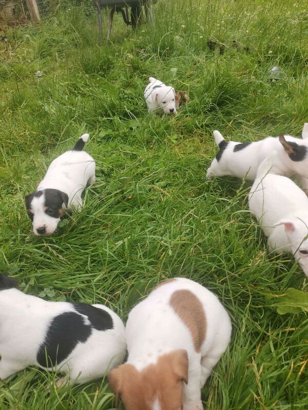 Jack Russell puppies for sale in Enniskillen, County Fermanagh – 8 weeks old - Image 3 of 3