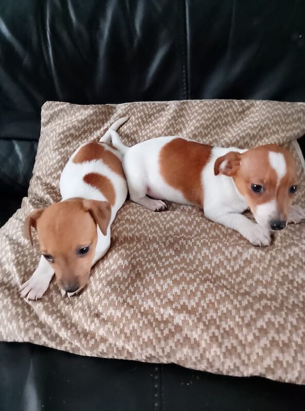Jack Russell puppies for sale in Dunmurry, County Antrim – 8 weeks old