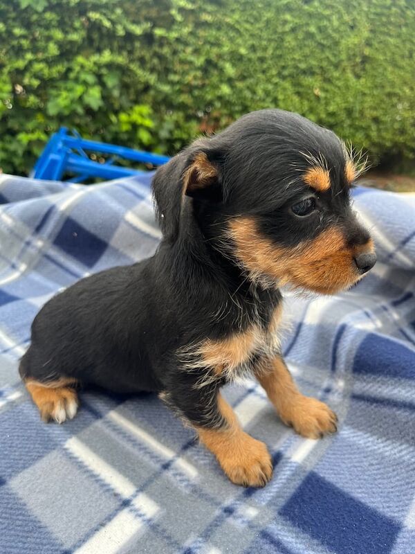 Jack Russell puppies for sale in Knaphill, Surrey – 11 weeks old
