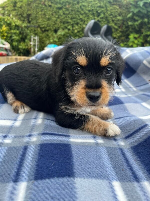 Jack Russell puppies for sale in Knaphill, Surrey – 11 weeks old - Image 2 of 3