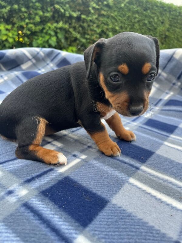 Jack Russell puppies for sale in Knaphill, Surrey – 11 weeks old - Image 3 of 3