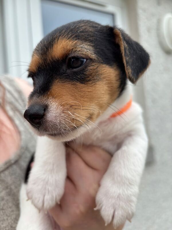 Jack Russell puppies for sale in Cardenden, Fife – 5 weeks old