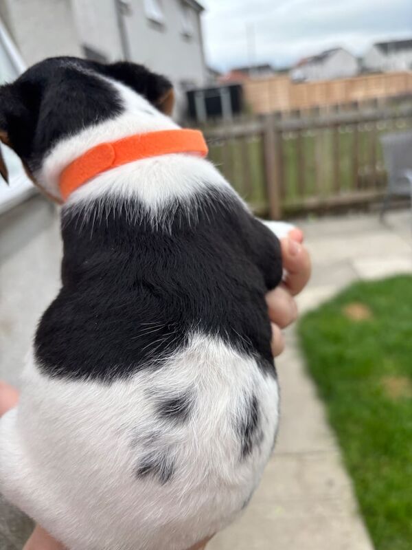 Jack Russell puppies for sale in Cardenden, Fife – 5 weeks old - Image 2 of 3