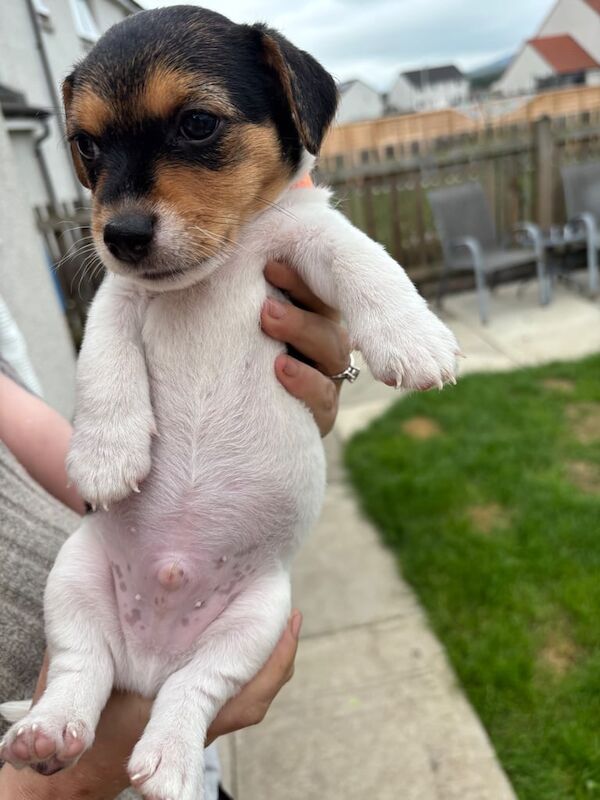Jack Russell puppies for sale in Cardenden, Fife – 5 weeks old - Image 3 of 3