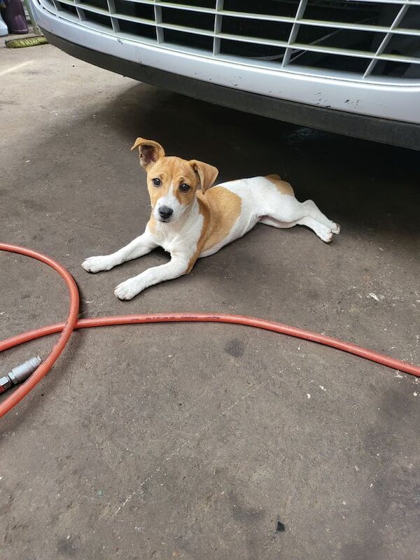 Jack Russell puppies for sale in Portadown, County Armagh – 3 months old