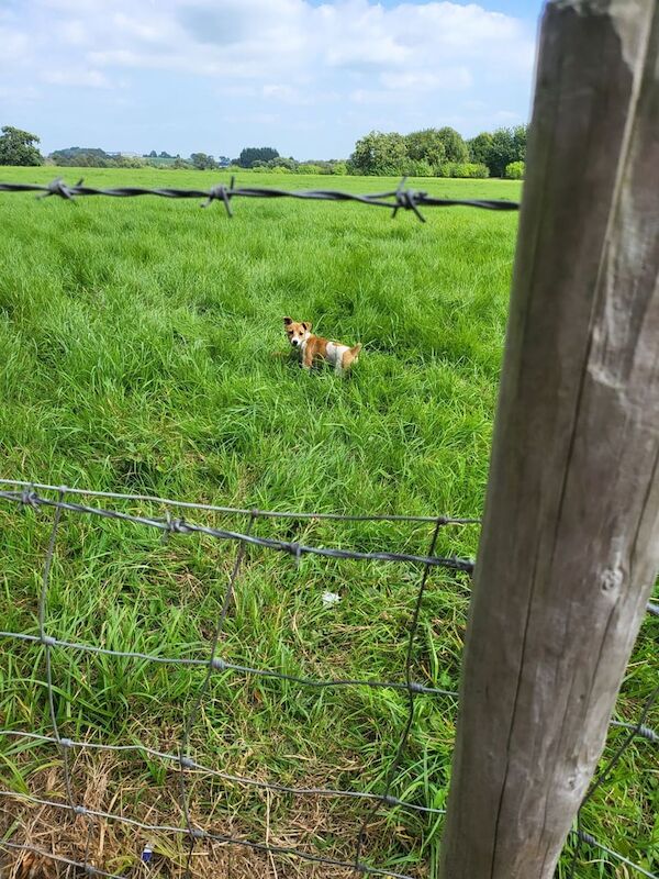 Jack Russell puppies for sale in Portadown, County Armagh – 3 months old - Image 2 of 3