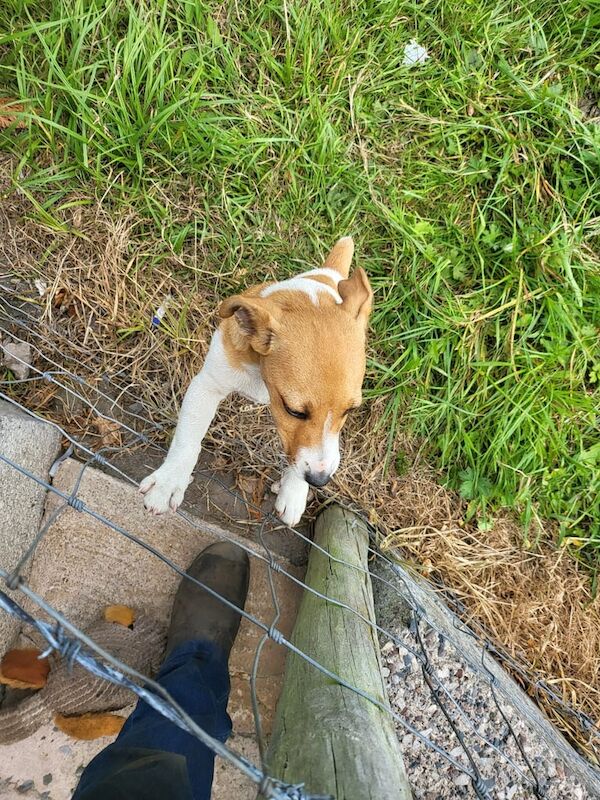 Jack Russell puppies for sale in Portadown, County Armagh – 3 months old - Image 3 of 3