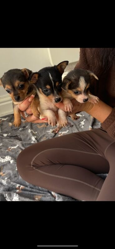 Jack Russell Terrier puppies for sale in Weston-super-Mare, Somerset – 8 weeks old