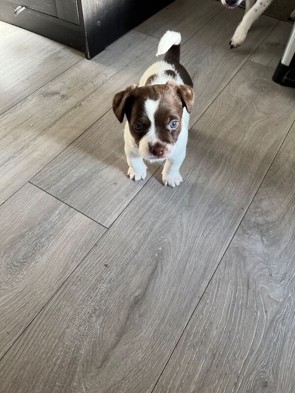 Jack Russell Terrier puppies for sale in Lingfield, Surrey – 7 weeks old