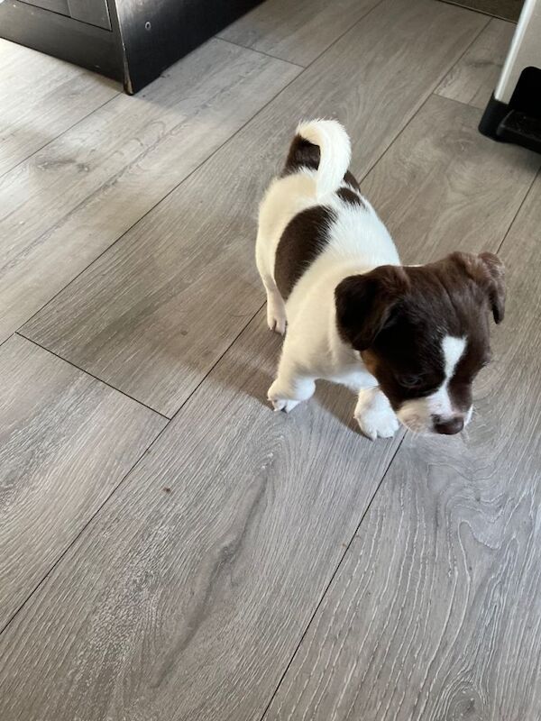 Jack Russell Terrier puppies for sale in Lingfield, Surrey – 7 weeks old - Image 2 of 5