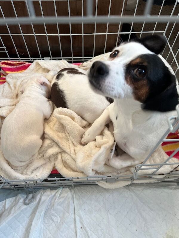 Jack Russell Terrier puppies for sale in Lingfield, Surrey – 7 weeks old - Image 4 of 5