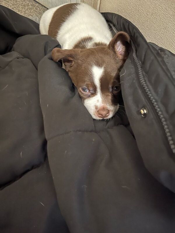 Jack Russell Terrier puppies for sale in Lingfield, Surrey – 7 weeks old - Image 5 of 5