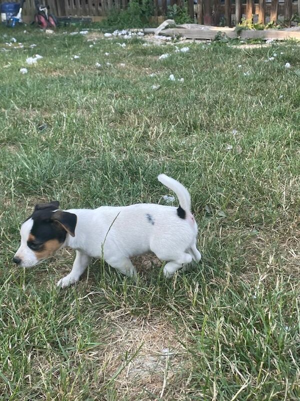 Jack russel - Image 2 of 5