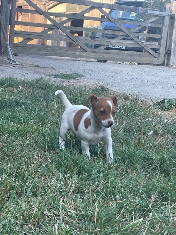 Jack russel - Image 3 of 5