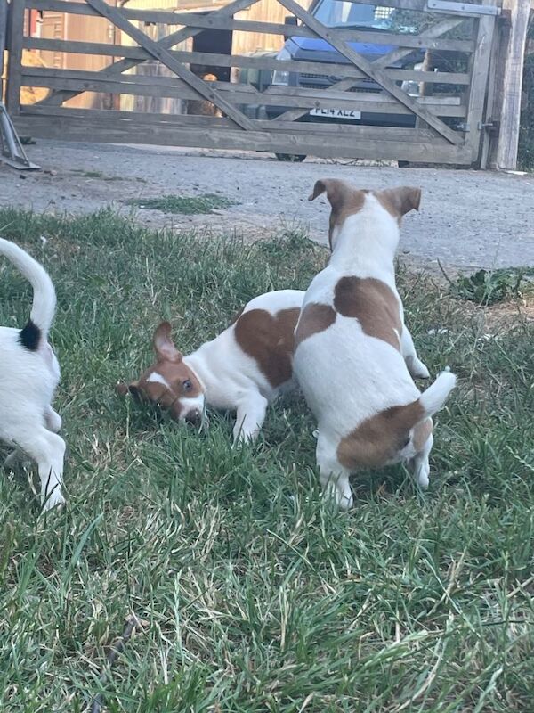 Jack russel - Image 4 of 5