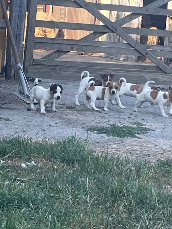 Jack russel - Image 5 of 5