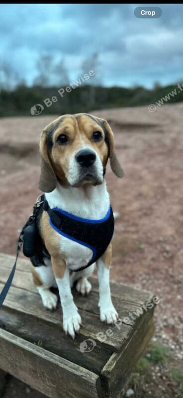 Jack Russell Terrier puppies for sale in Keyworth, Nottinghamshire – 3 years old - Image 2 of 3