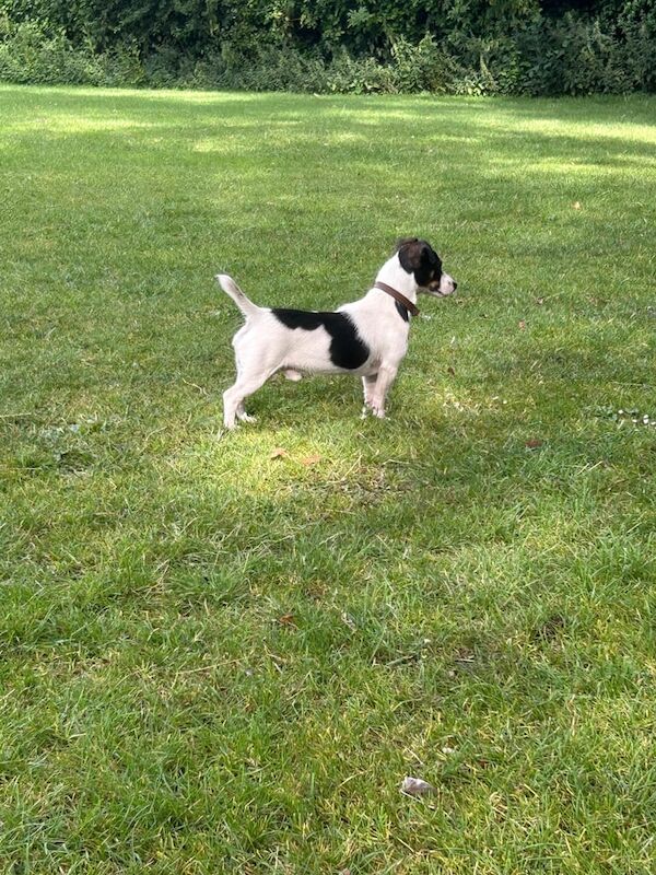 Jack Russell puppies for sale in Datchet, Berkshire – 1 year old