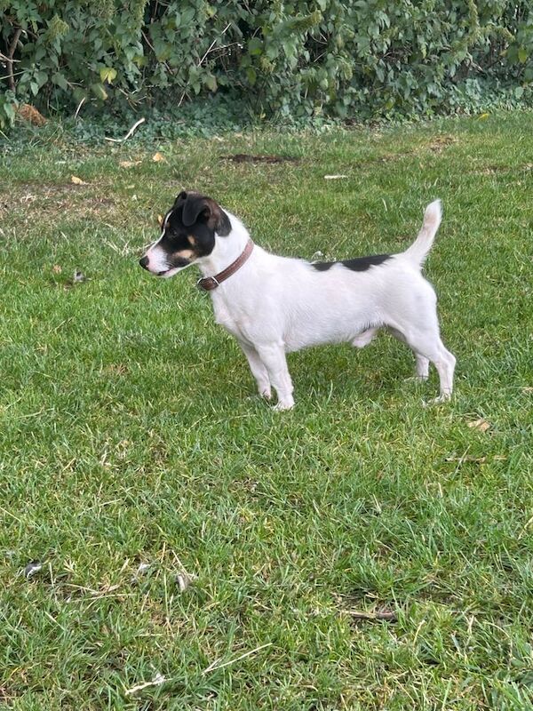 Jack Russell puppies for sale in Datchet, Berkshire – 1 year old - Image 2 of 3