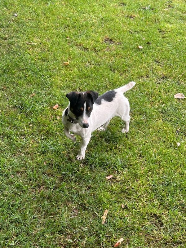 Jack Russell puppies for sale in Datchet, Berkshire – 1 year old - Image 3 of 3