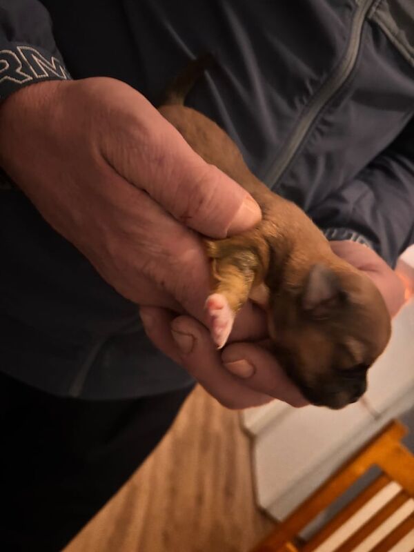 Jack Russell puppies for sale in Lochgelly, Fife – 1 week old