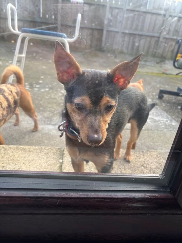 Jack Russell Terrier puppies for sale in Newcastle upon Tyne, Tyne and Wear – 1 year old - Image 1 of 3