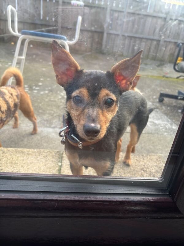 Jack Russell Terrier puppies for sale in Newcastle upon Tyne, Tyne and Wear – 1 year old - Image 2 of 3