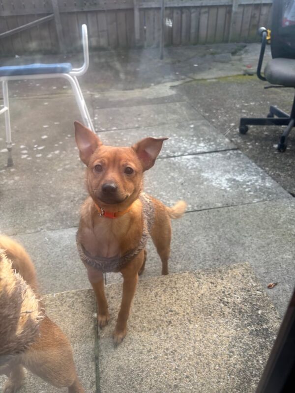 Jack Russell Terrier puppies for sale in Newcastle upon Tyne, Tyne and Wear – 1 year old - Image 3 of 3