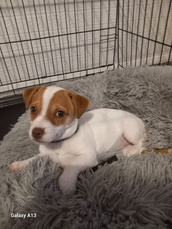 Jack Russell Terrier puppies for sale in Chesterfield, Derbyshire – 4 months old - Image 2 of 3