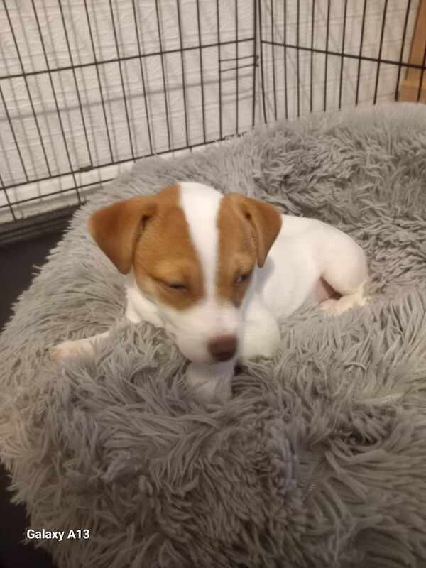 Jack Russell Terrier puppies for sale in Chesterfield, Derbyshire – 4 months old - Image 3 of 3
