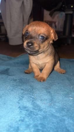 Jack Russell puppies for sale in Swansea/Abertawe, Swansea – 1 year old - Image 2 of 5