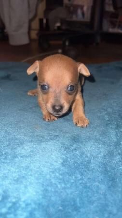 Jack Russell puppies for sale in Swansea/Abertawe, Swansea – 1 year old - Image 3 of 5