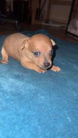 Jack Russell puppies for sale in Swansea/Abertawe, Swansea – 1 year old - Image 4 of 5