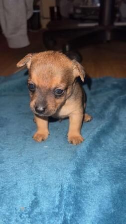 Jack Russell puppies for sale in Swansea/Abertawe, Swansea – 1 year old - Image 5 of 5