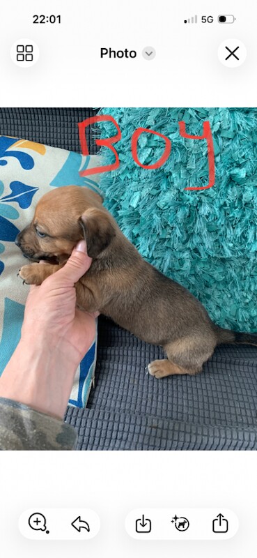 Jack Russel / dachshund - Image 2 of 4
